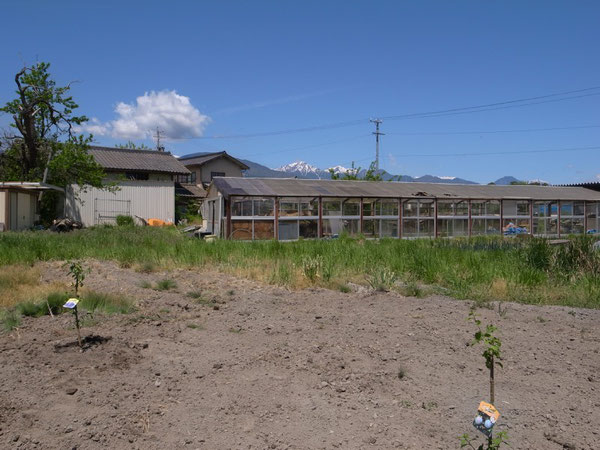 news設計室　建築家　半農半建　農作業　野菜づくり　プルーン