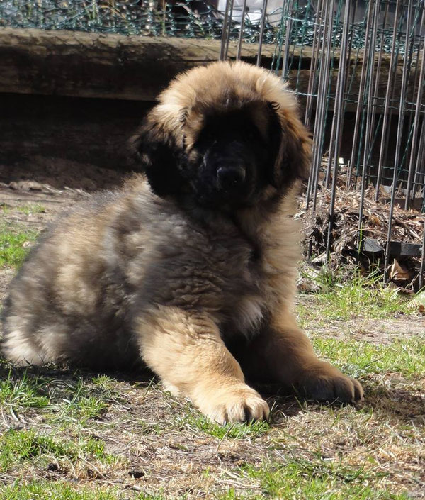 Fluffy
