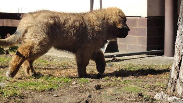 Fluffy