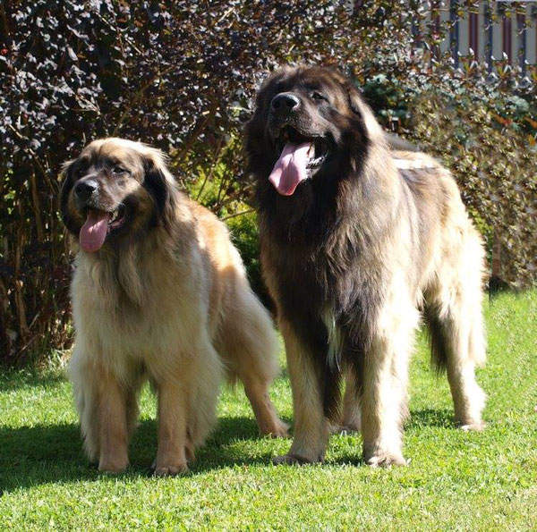Fjordi und Urpo