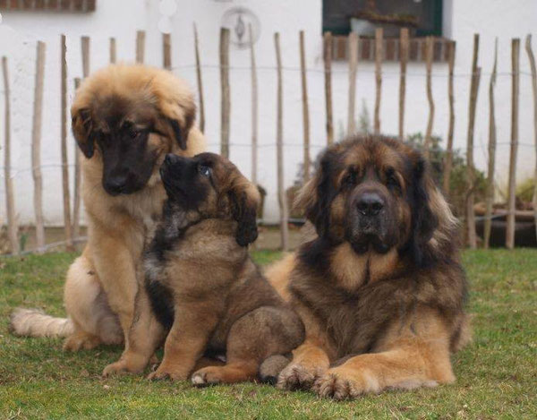 Papa Zolo mit Töchter Fjordi und Gretje