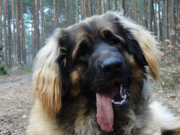 Fluffy im Februar 2015