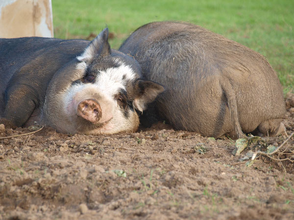 30.08.2015 Felix (fast 15 J.) und Lulu 11 Jahre