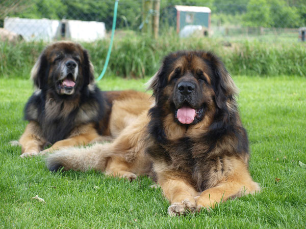 Ludwig und Zolo