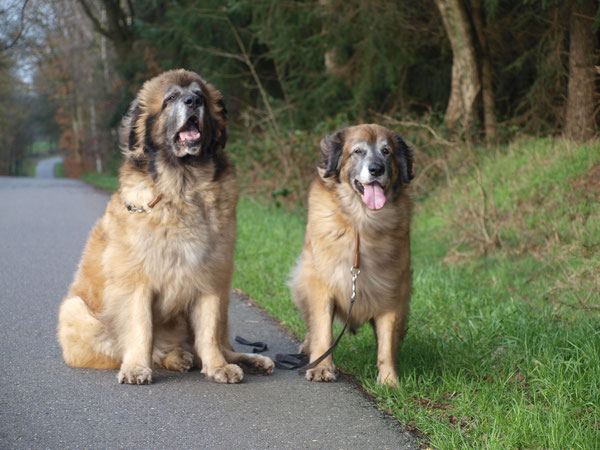 30.12.2015 Ein kleiner Spaziergang mit Tante Jamie Lee