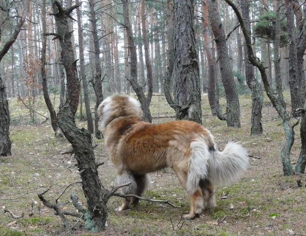 Fluffy im Februar 2015