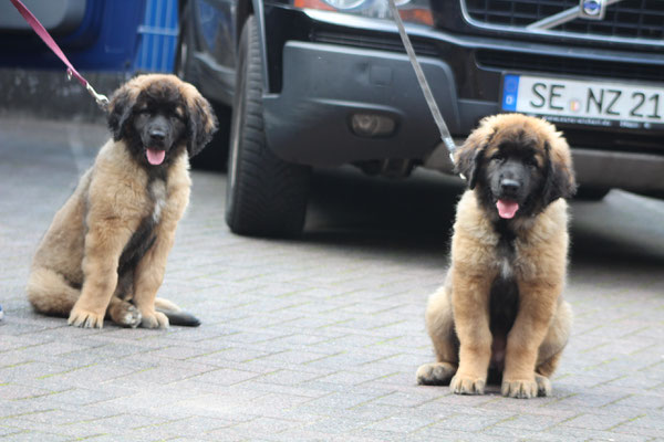 Cajasi besucht Lisa links