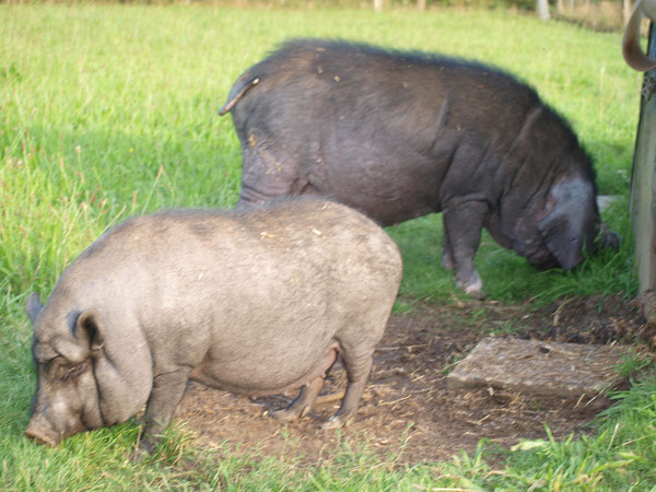Stina und ihr Fiete