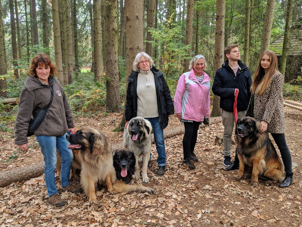 Die Hunde von links: Fjordi, Bjärnäsa, Julkul, und Theo