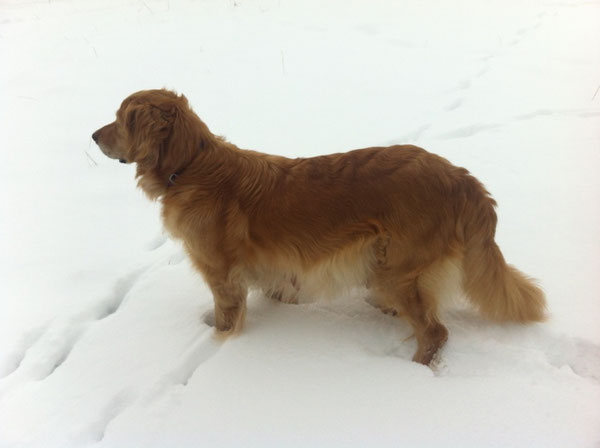 Hochschwangere im Schnee