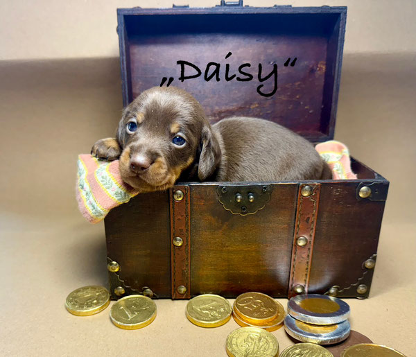 Daisy, eine kleine süße Praline in chocolate/tan!