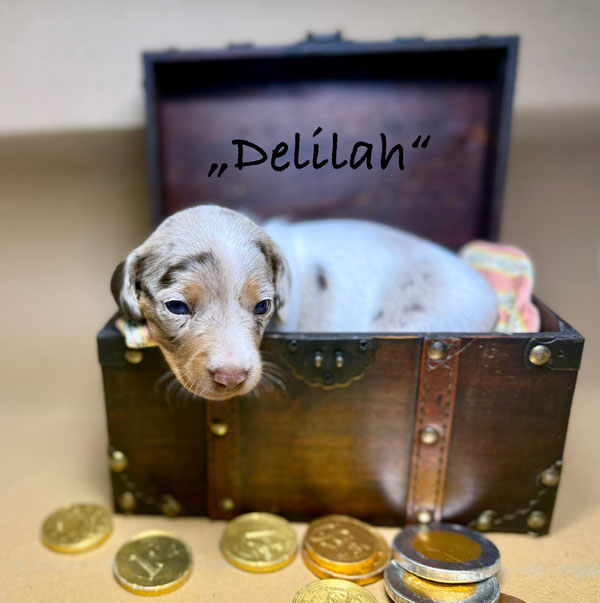Delilah, ein zierliches Mädchen in chocolate/tan/dapple/piebald!
