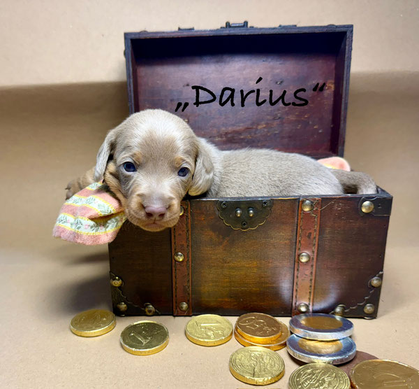 Darius, ein Beau in der Farbe lilac/tan!
