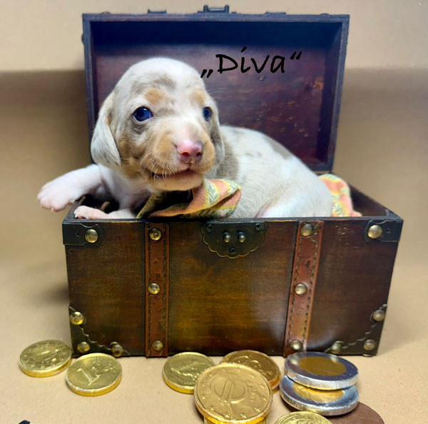 Diva, eine echte Schönheit in der Traumfarbe "lilac/tan/dapple/piebald"!