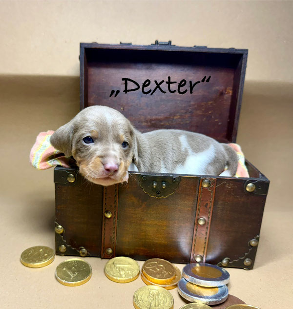 Dexter, ein Traumjunge in lilac/tan/piebald!
