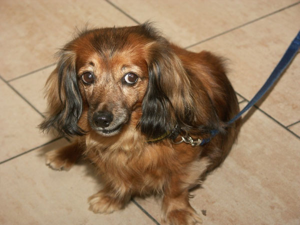 Unser "Bauxi Weibi" -seit 13.8.2007 bei uns! Vom Tierheim Arche Noah Graz im Alter von 8 Jahren heimgeholt!