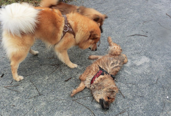 Ronja wälzt sich nach ihrem kurzen "Tauchgang" genüsslich im Dreck ....... 