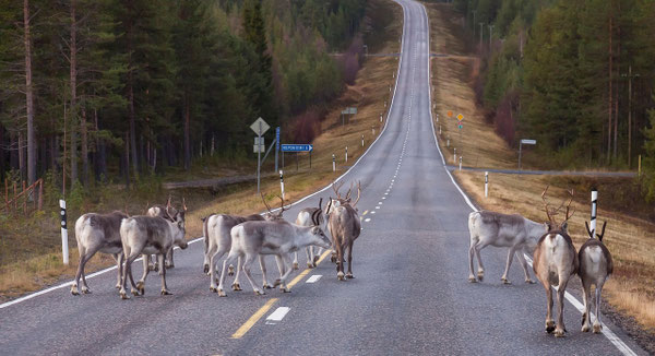 ommer in Lappland: Rentiere auf einer stillen Strasse. Ein Symbol für sicheren, ruhigen Familienurlaub in Finnland mit Natur pur, fern von Hitze, Kriminalität und Massentourismus.
