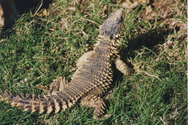 Cordilo gigante (Cordylus giganteus)