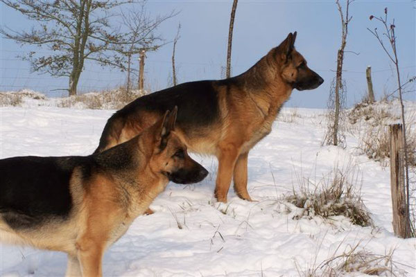 BALKAN et tête de CHEYENNE