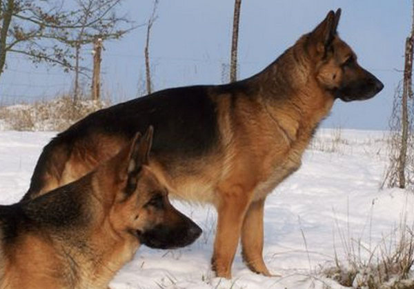 Balkan et tête de cheyenne