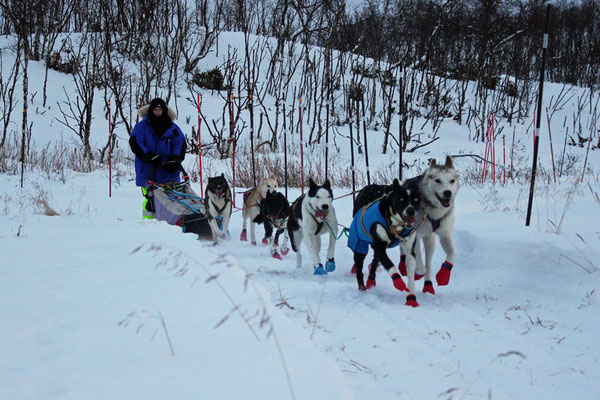 We leave Checkpoint Nyborg for the last 150km with 7 happy dogs