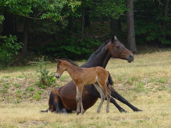 Carmen mit Rambo