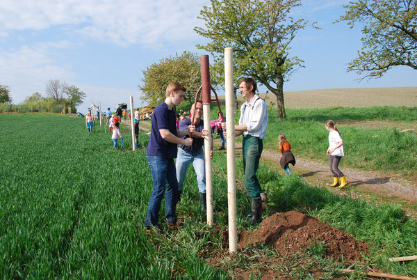 2014 wurden am Tag des Baumes 15 Kirschbäume am Wanderweg von Maxen nach Tronitz gepflanzt. Foto: G. Niggemann-Simon