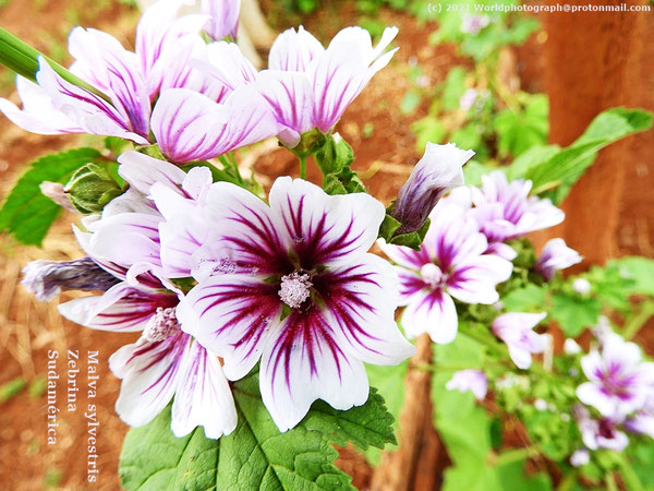 Malva sylvestris "Zebrina" en/in Paraguay, Sudamérica, Südamerika, South America