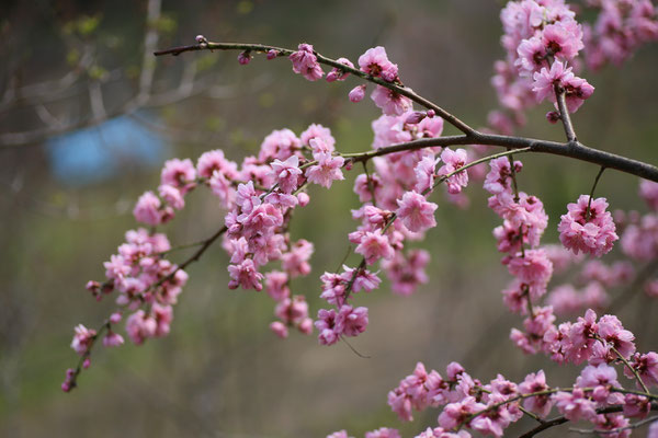 土助梅園の桃の花