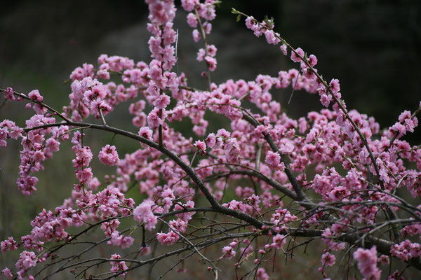 土助梅園の桃の花