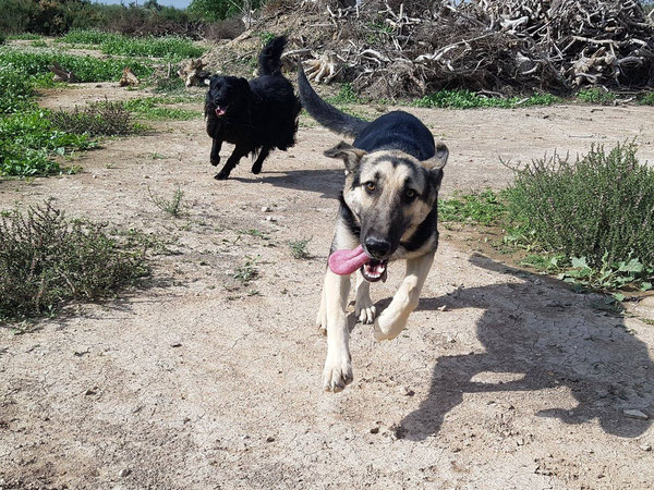 Plomita und Zeus toben ausgelassen
