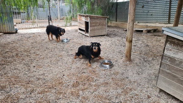 Aurora und Alexa