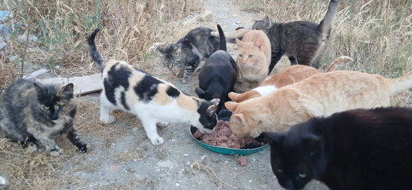 So viele Tiere denen das Futter sehr gut schmeckt