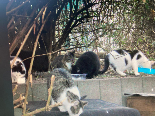 Den Streunerkatzen schmeckt das Futter