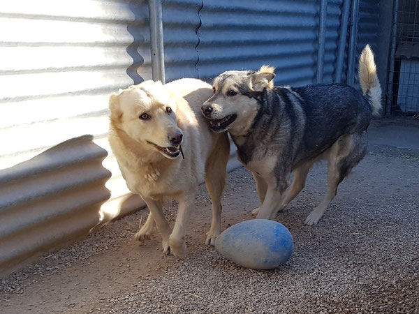 Luna und  Taka warten bereits seit 2015 auf ein zu Hause