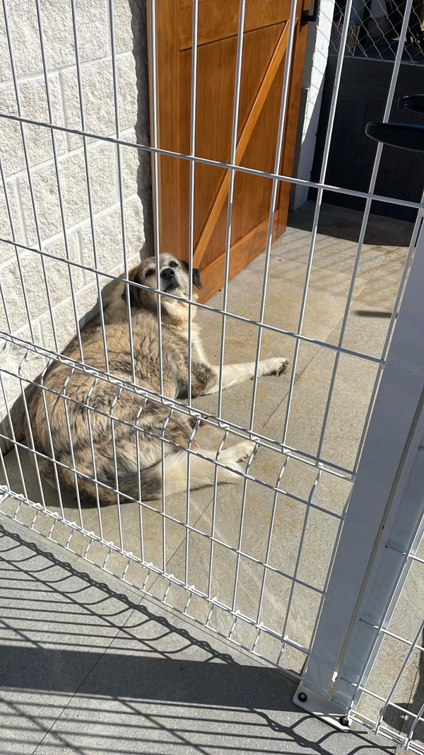 Coral: "Wer stört mich denn in meiner Siesta?"