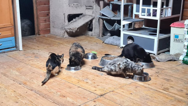 Fütterung im Katzenhaus im Refugio Esperanza