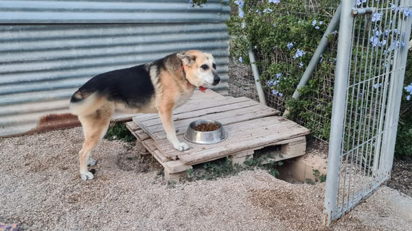 Hündin Brisa im Refugio Esperanza