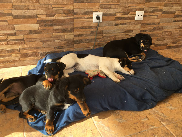 Bubble, Bolle, Blaire, Bailey (von links nach rechts)