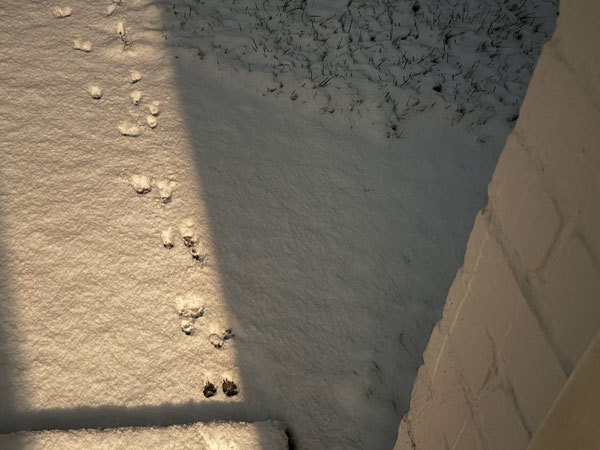 Kleine Pfötchen im Schnee