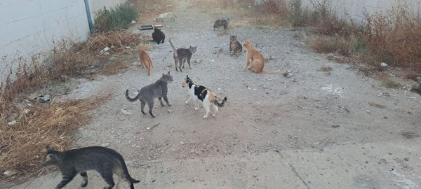 Einige von Rosis Streunerkatzen