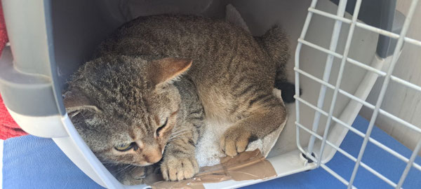 Alles wird gut, kleiner Kater. In der Klinik sorgt man für dich.