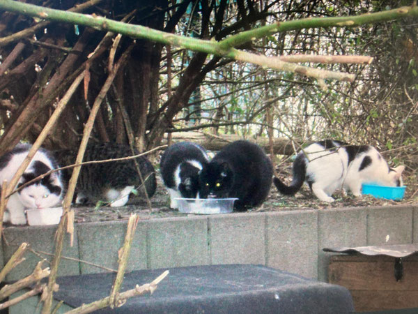 Eine der Futterstellen in Aachen