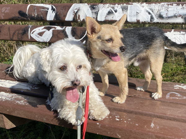 Meine zwei: Mo (aus Rumänien) und Willi (aus Spanien)