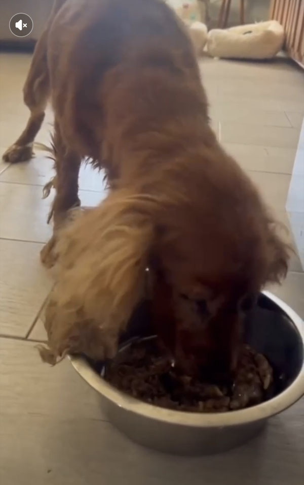 Sultana ist glücklich, ihr schmeckt das Futter