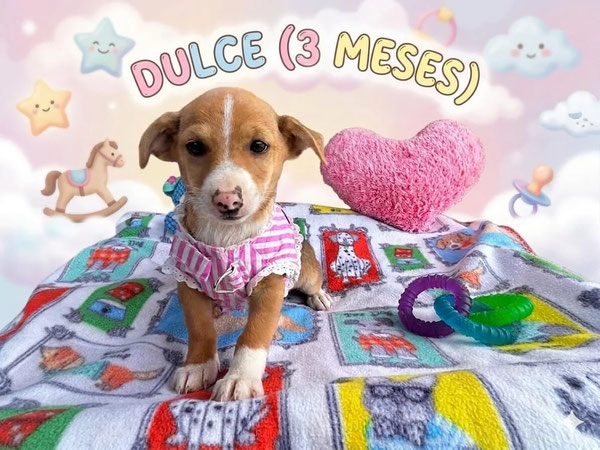 Dulce - eines der Babies von Rita