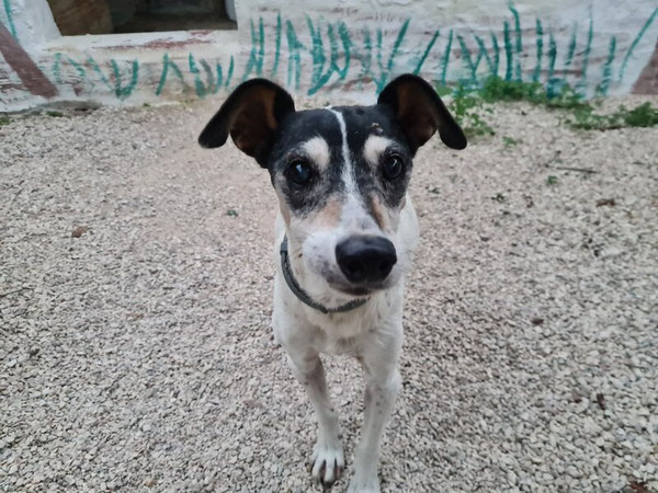Frutti, einer der Seniorhunde im Refugio Esperanza