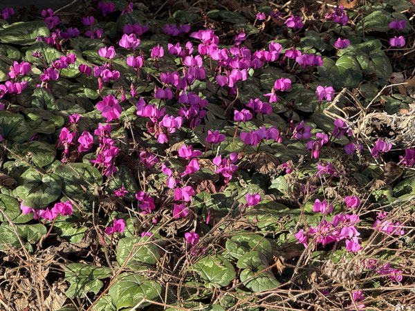 Die ersten Blumen blühen schon 
