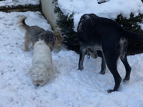 Hermann, Mo und Moitte suchen ob sie etwas Futter für die Hund ein der Smeura finden